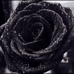 Meet your Posher, Jarvis